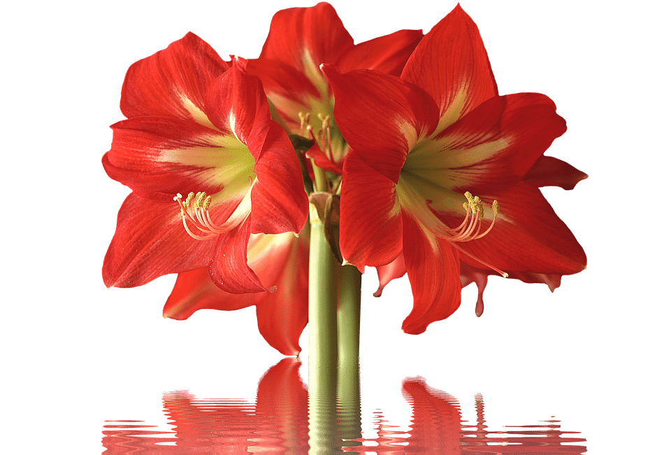 Types of Flowers - 170+ Flower Names + Pictures | Flower Glossary