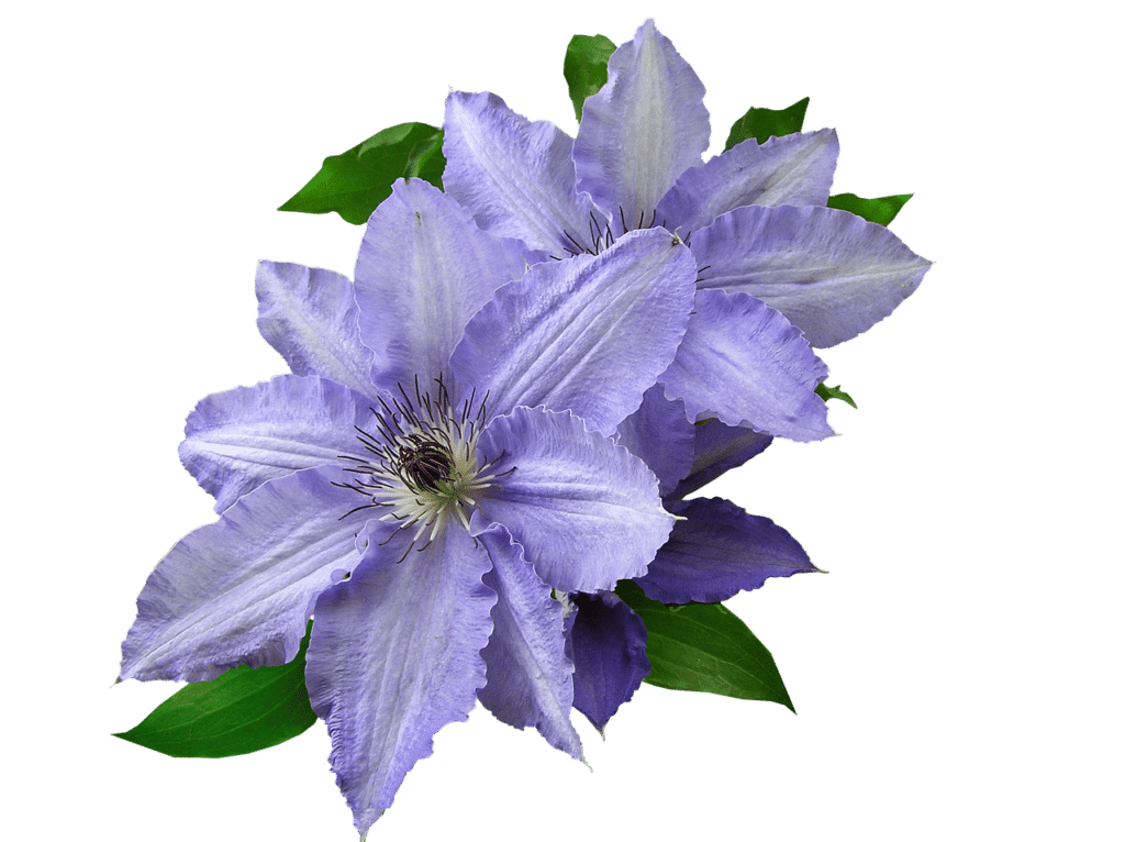 40+ Types of Blue Flowers with Pictures | Flower Glossary
