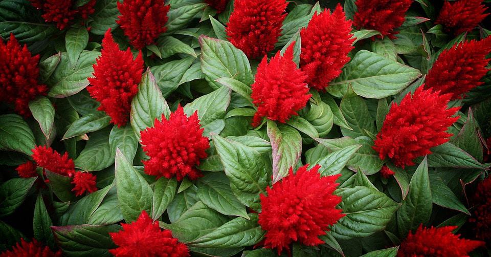 The Tightly Cered Blooms Are Said To Resemble A Rooster S Comb Thus Name Scomb Flower Colors Include Red Yellow Orange Gold And Pink