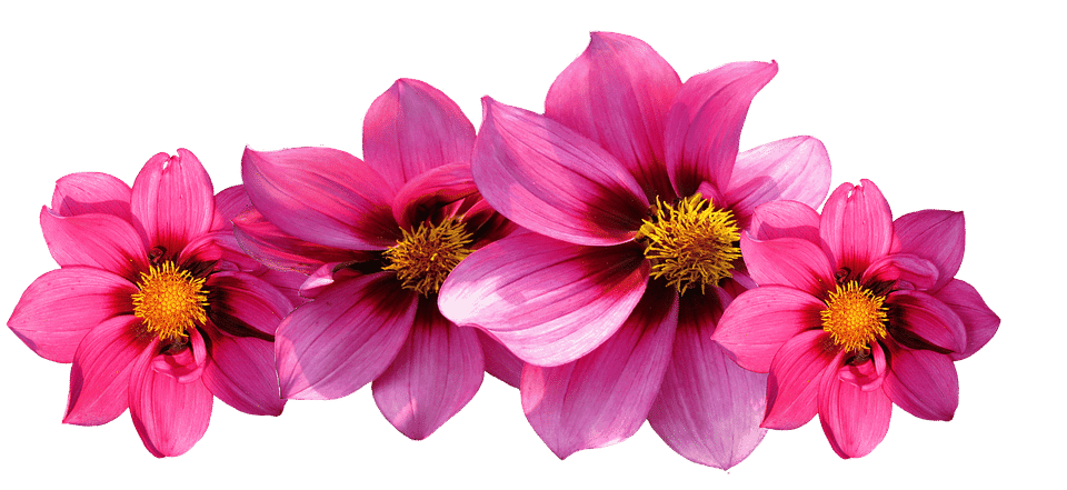 Types of Flowers - 170+ Flower Names + Pictures | Flower Glossary