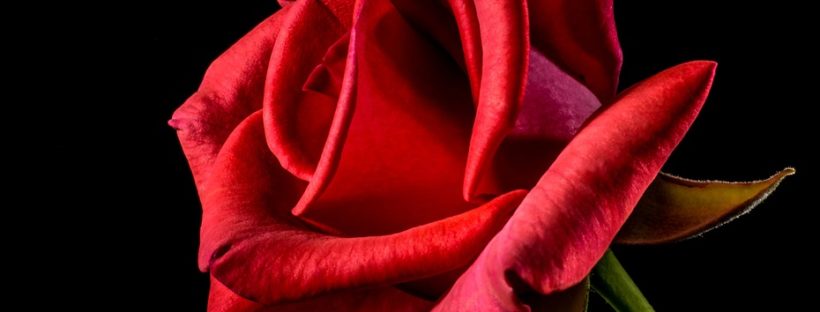 rose color meanings with pictures flowerglossary com