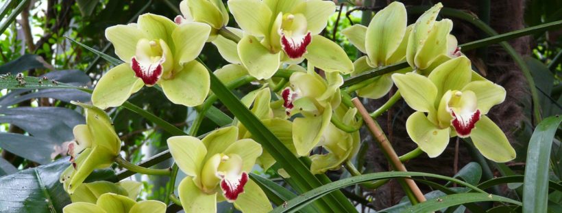 19 Types Of Green Flowers Pictures Flowerglossary