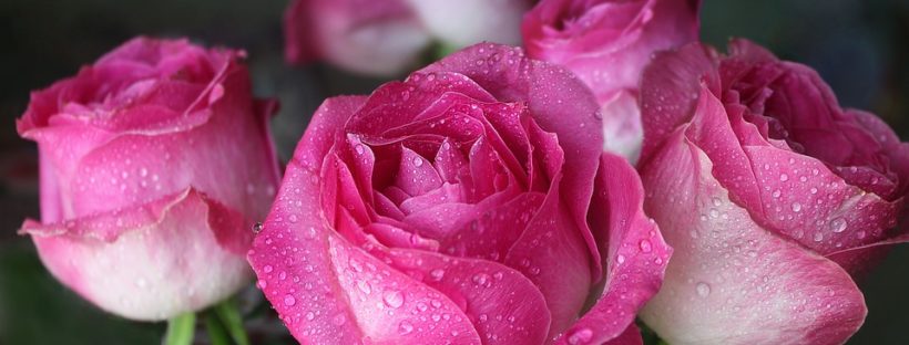 The History Meaning Of Pink Roses By Shade Flowerglossary