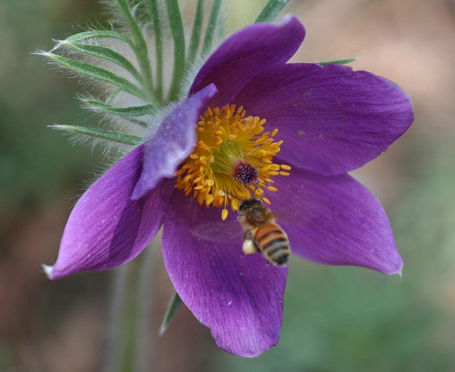 Pasqueflower