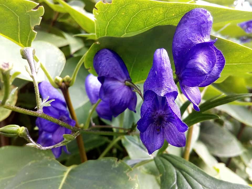 Types of Flowers - Aconite