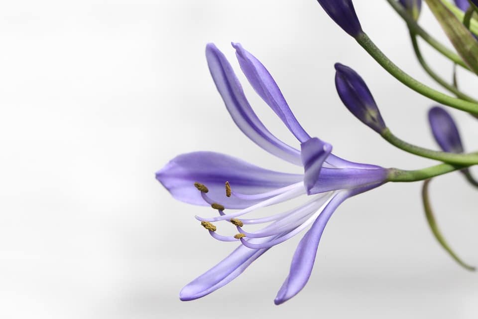 Agapanthus