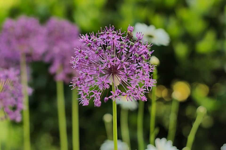 allium