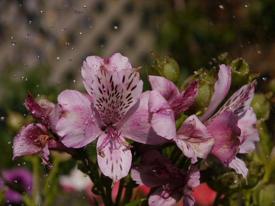 Alstroemeria