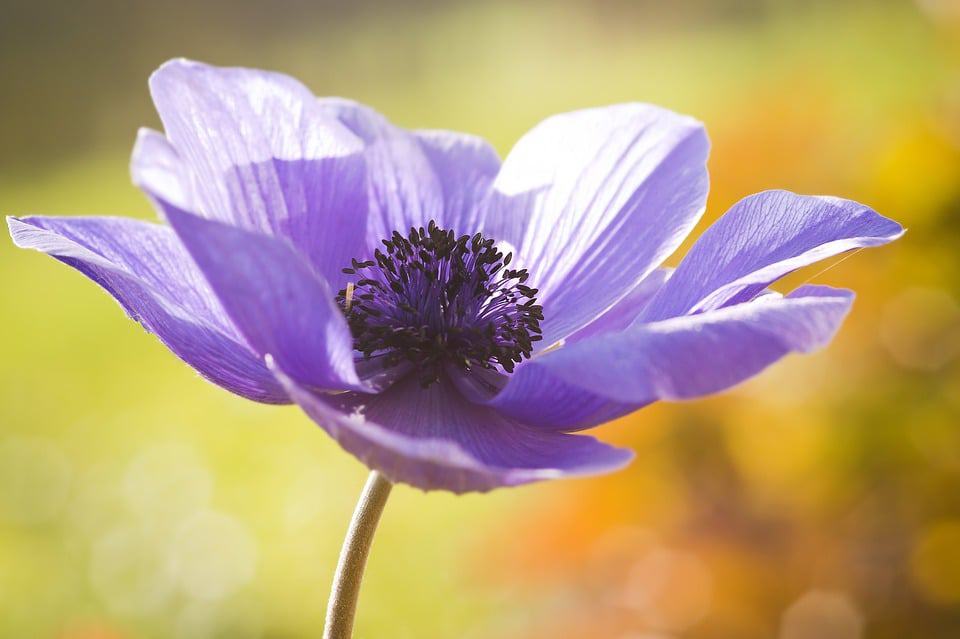 purple anemone