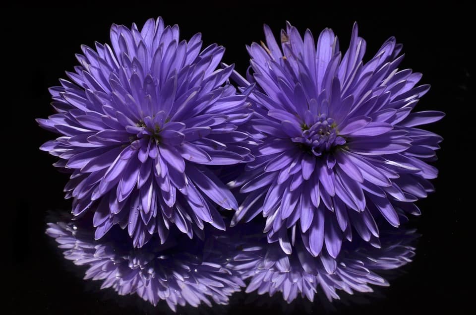 purple aster