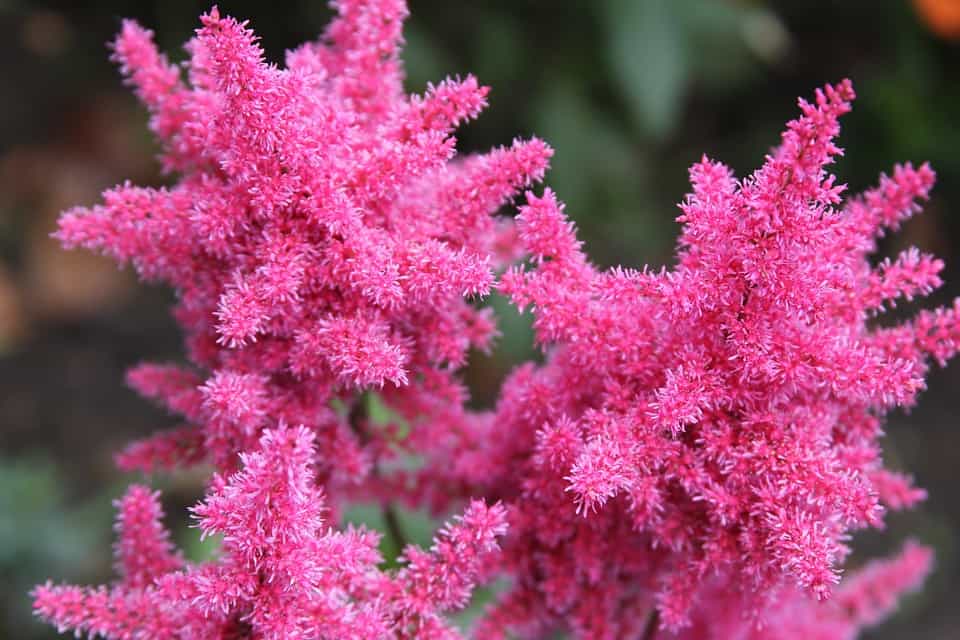 astilbe - part-shade perennials