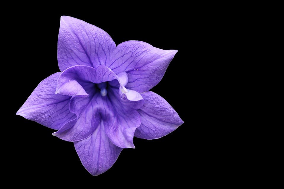 balloon flower