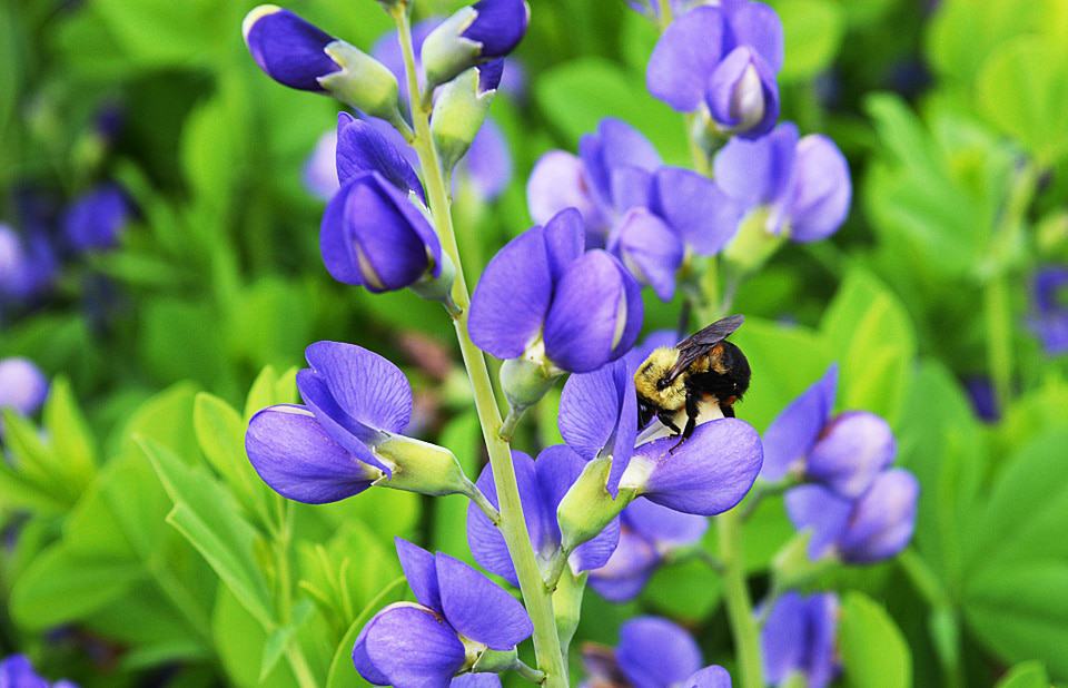 Blue False Indigo