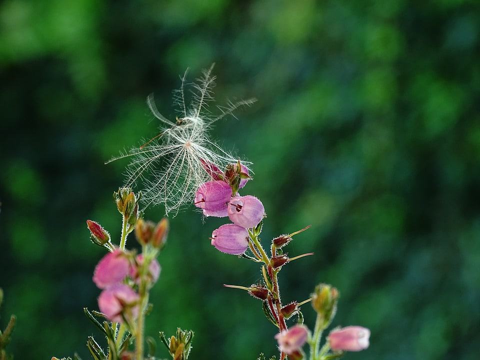 bell heather