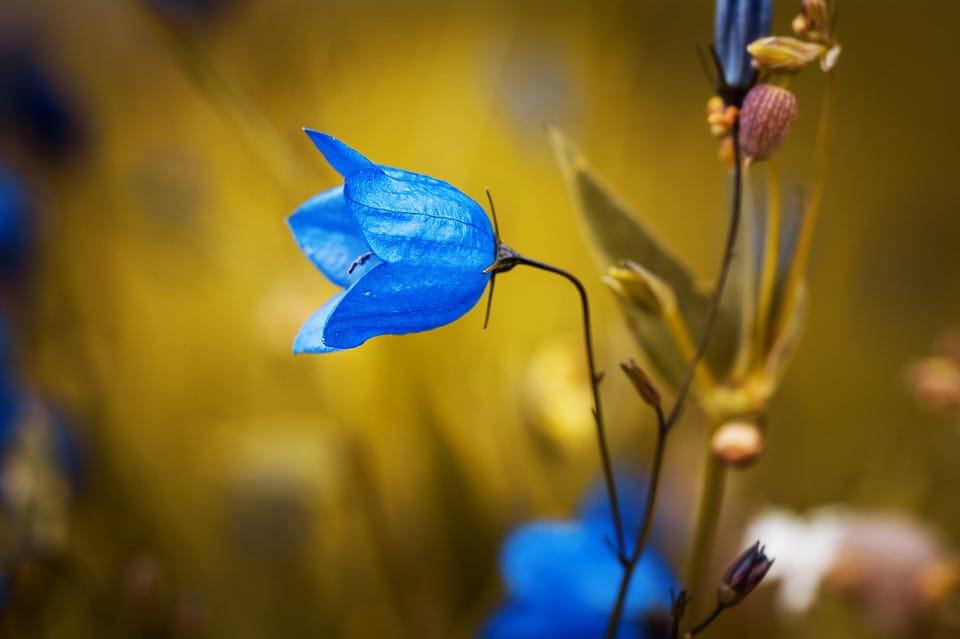 40 Types Of Blue Flowers With Pictures Flower Glossary