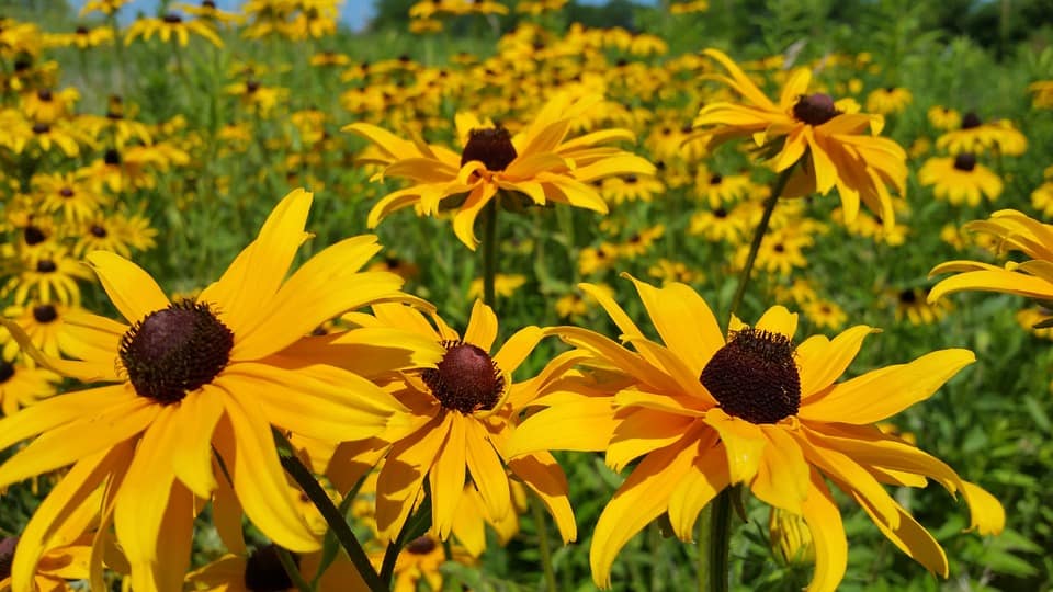 black eyed susan