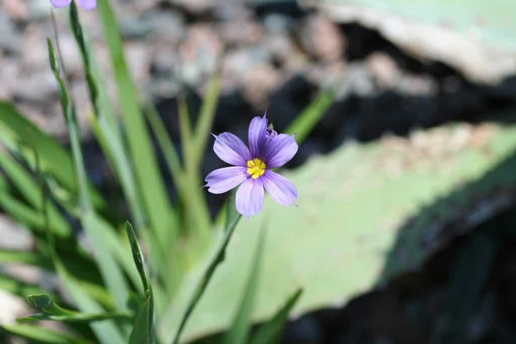 blue eyed grass