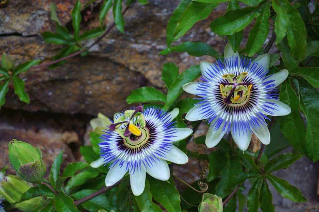 Blue Passionflower