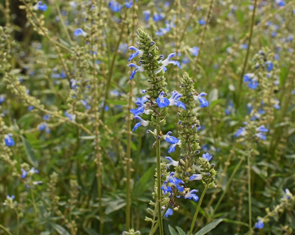 Salvia