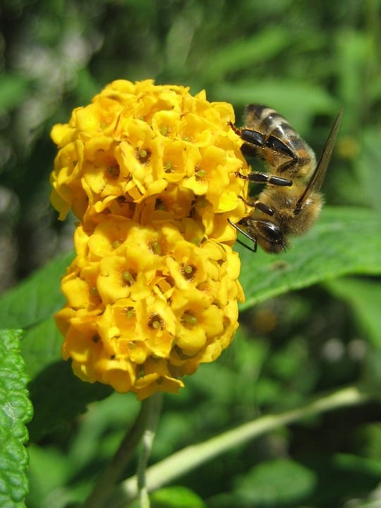 yellow butterfly bush