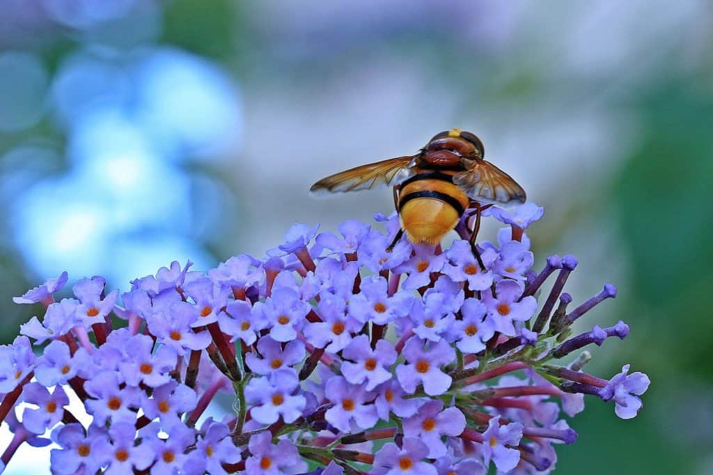 Empire Blue Butterfly Bush