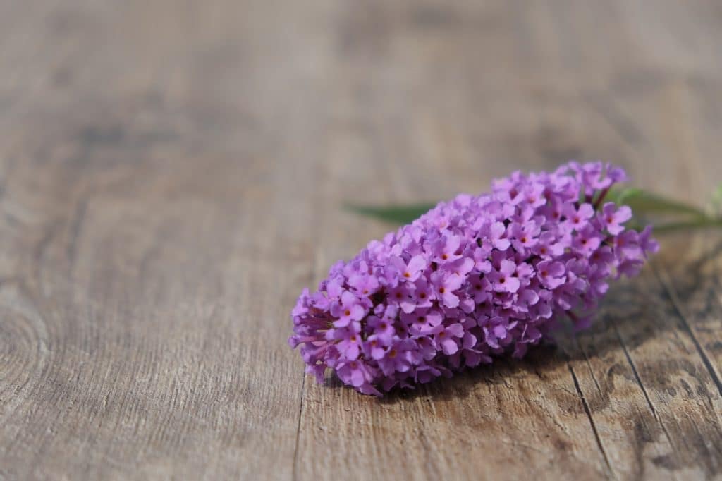 purple butterfly bush