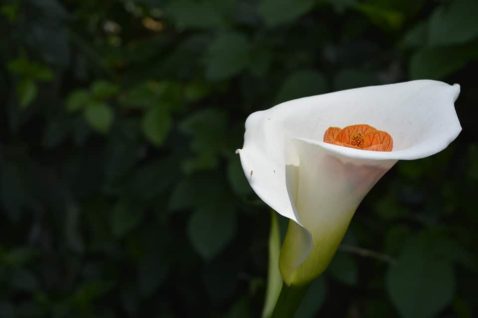 calla lily white