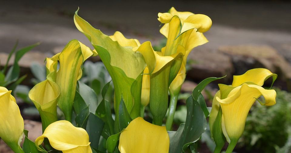 yellow calla lilies