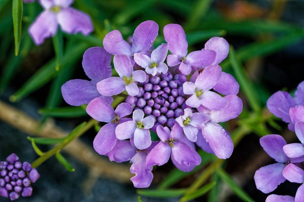 candytuft