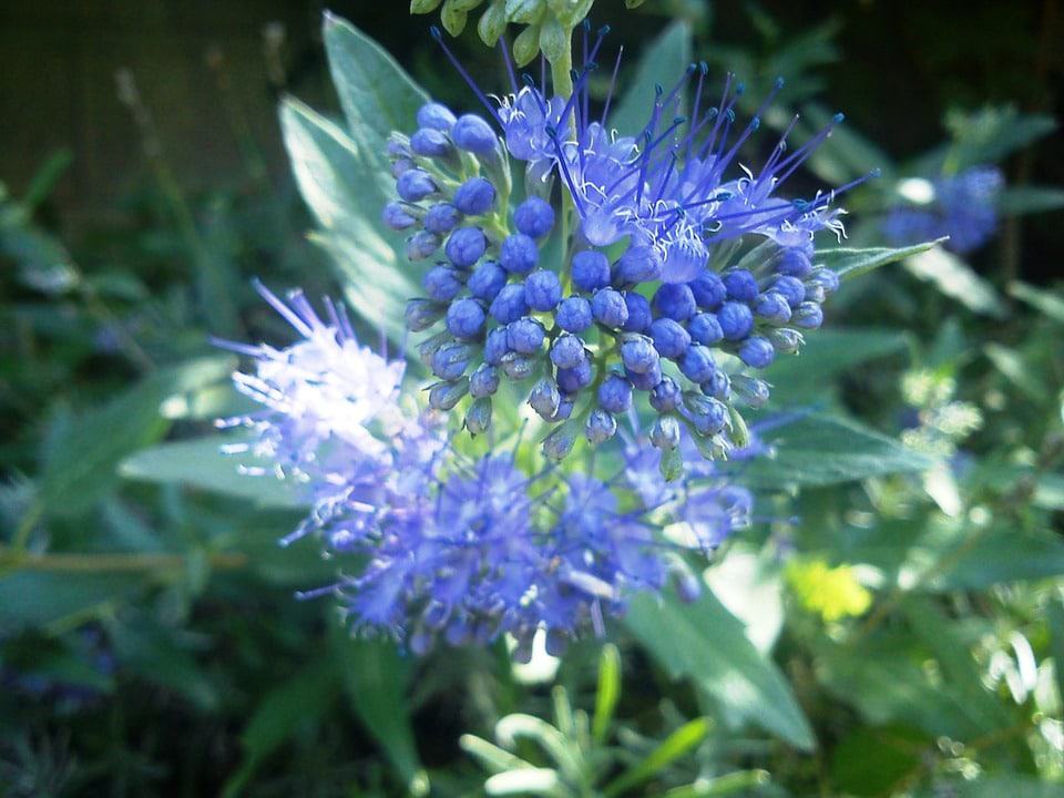 The Blue Mist Shrub