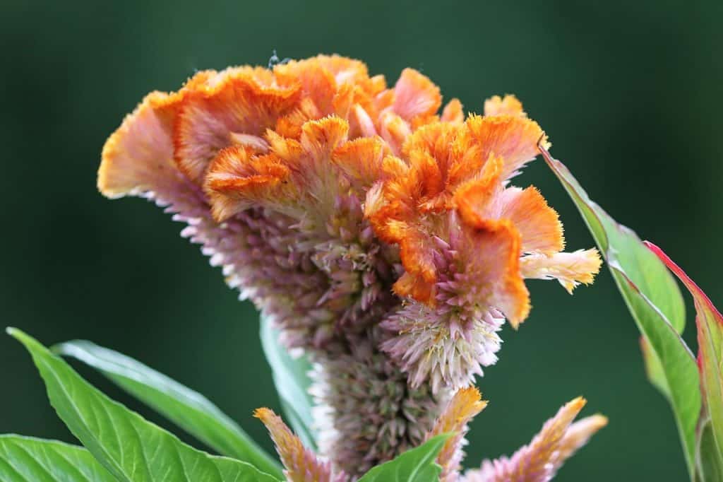 celosia argentea