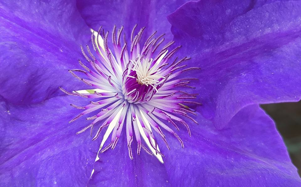 clematis