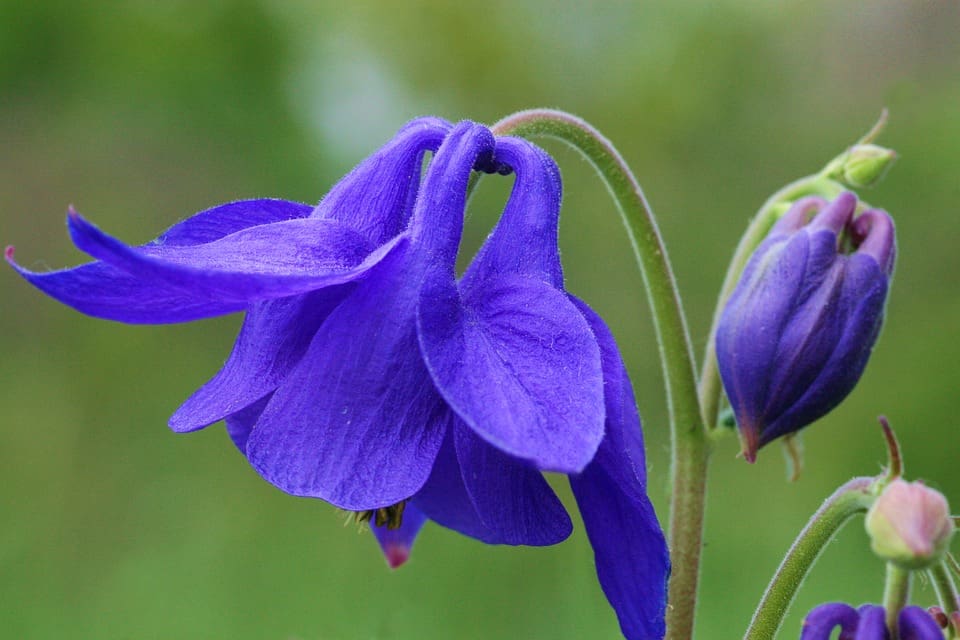 Columbine