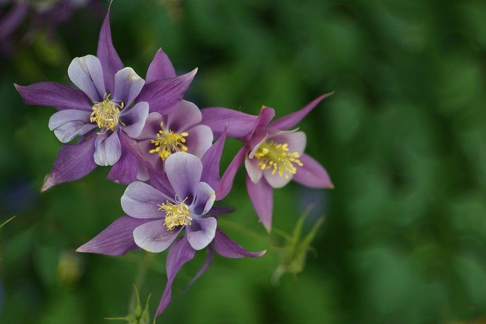 columbine flower