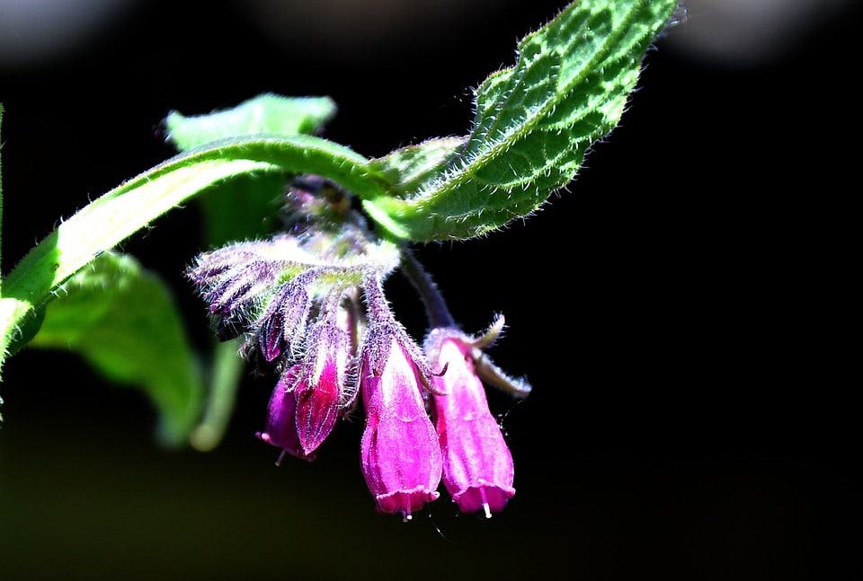 Common Comfrey