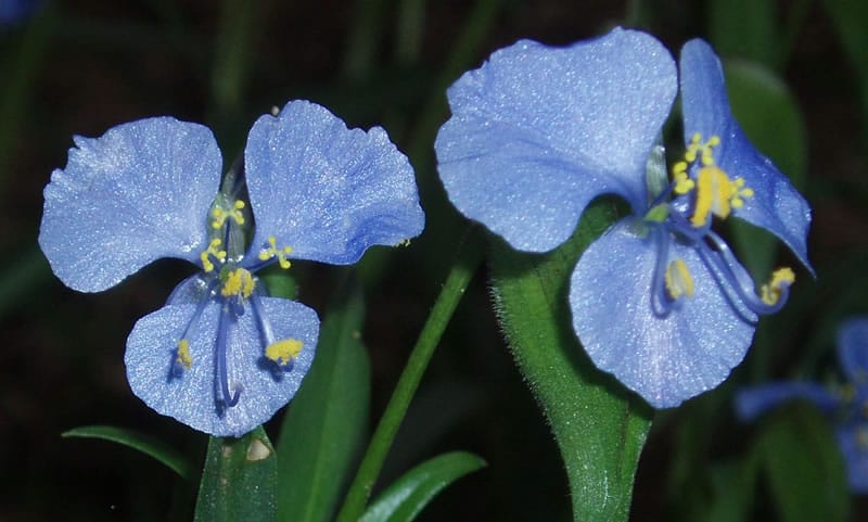 Birdbill Dayflower