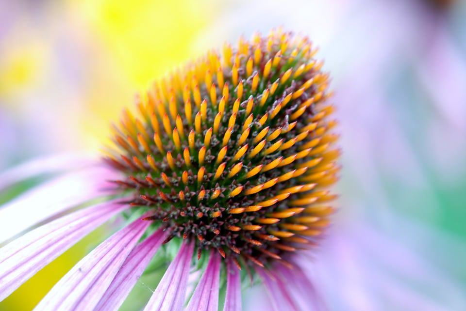 coneflower