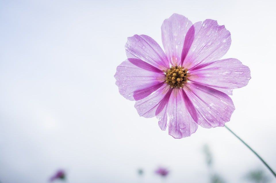 cosmos flower