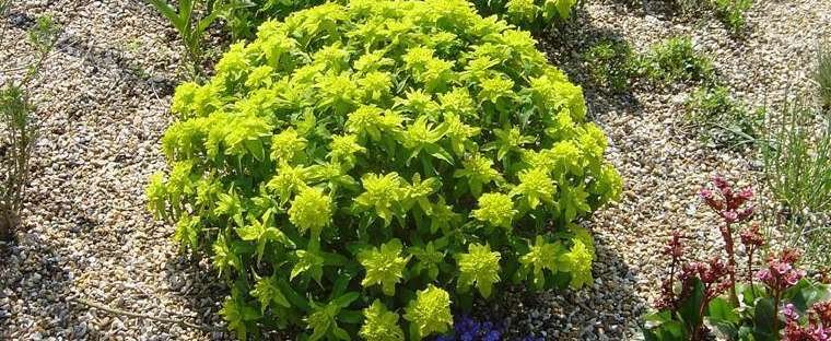 cushion spurge