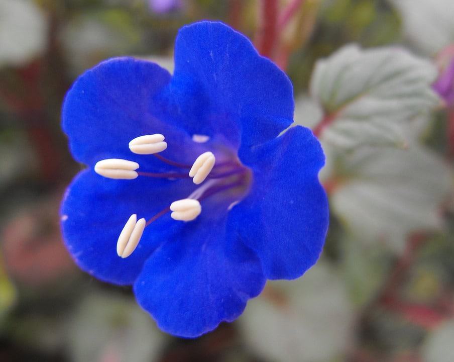 Desert Bluebells