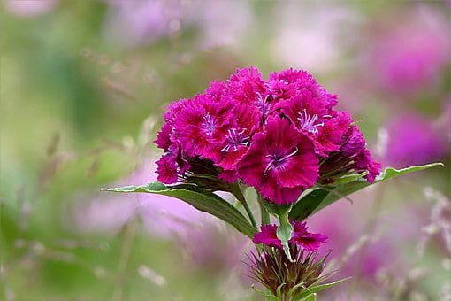 dianthus