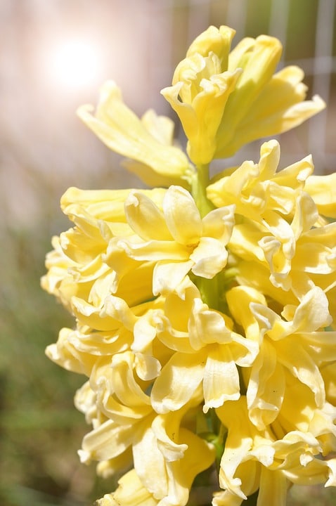 dutch hyacinth