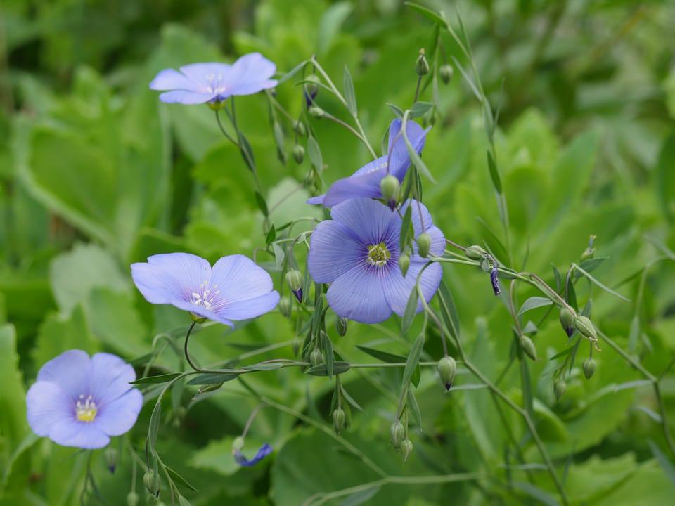 Flax