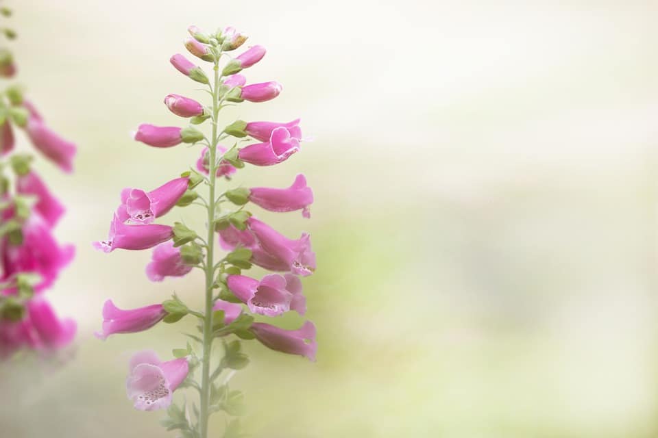 Foxgloves