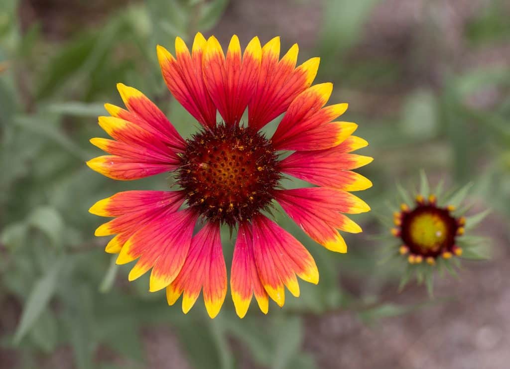 gallardia blanket flower