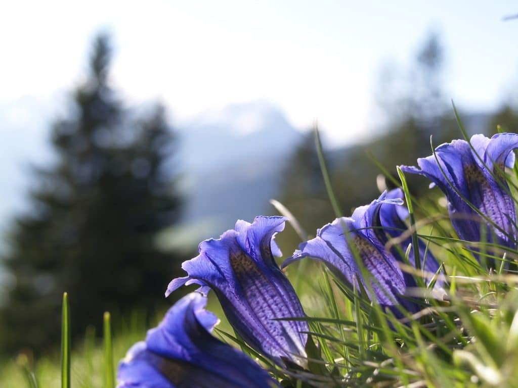 Gentians