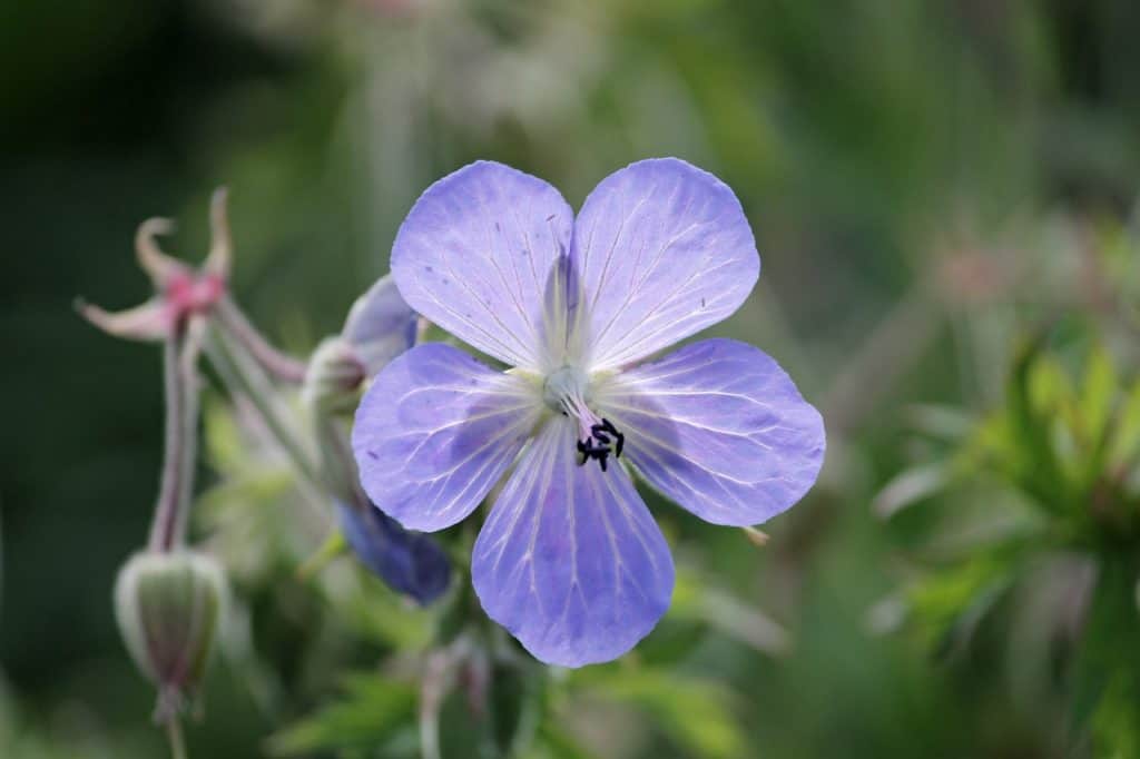 Perennial Geranium