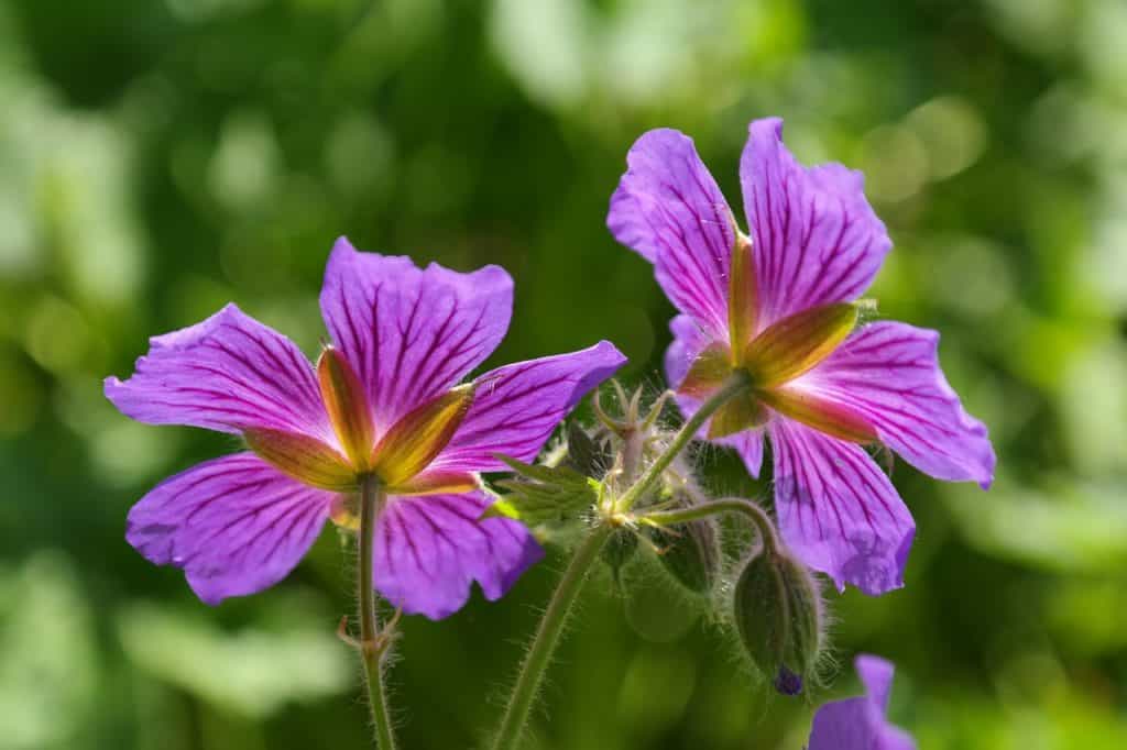 Perennial Geranium