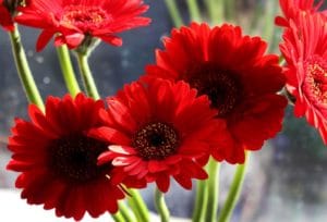 gerbera daisy