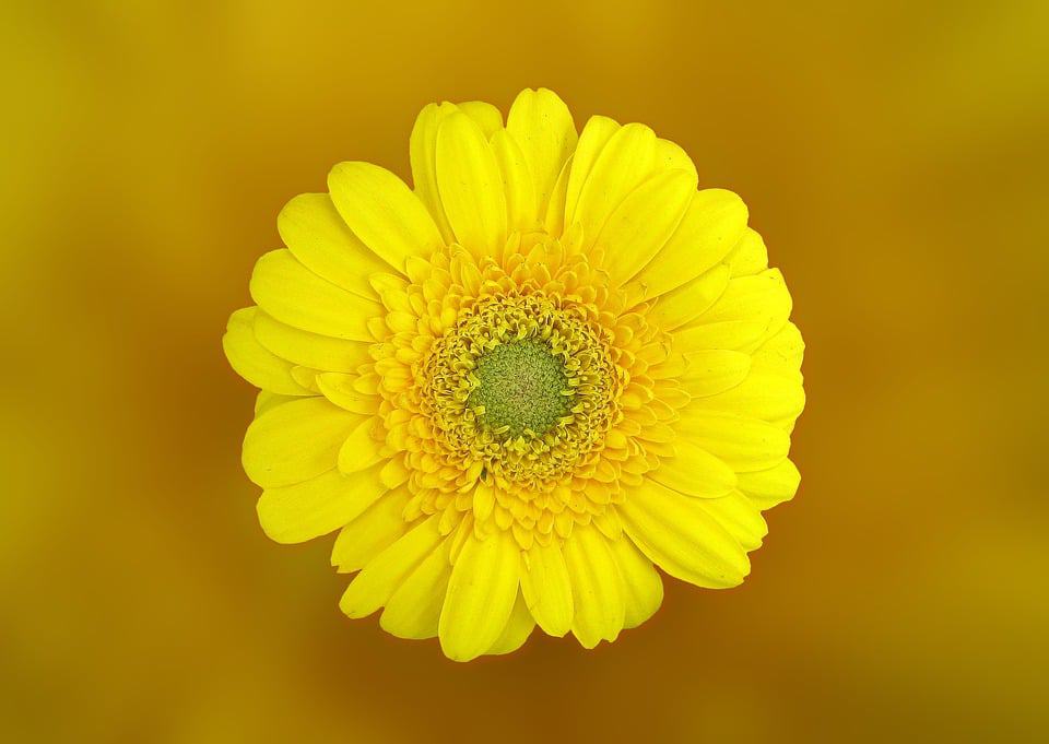 yellow Gerbera Daisy